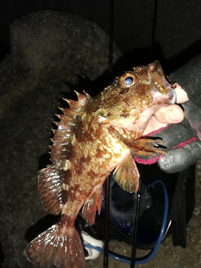 須磨一文字の半夜メバリング