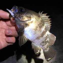 明石周辺メバリング