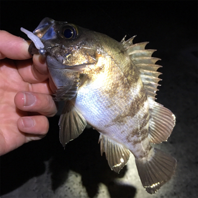 明石周辺メバリング