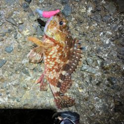 メバルとガシラ