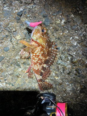 メバルとガシラ