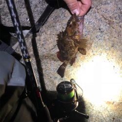 久々なメバリング