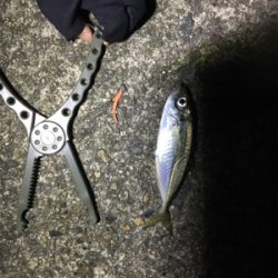 アジングゲーム入魂