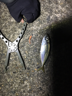 アジングゲーム入魂