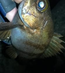 ナイトメバリング