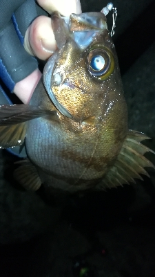 ナイトメバリング