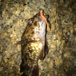 癒しのガシリング(^^)