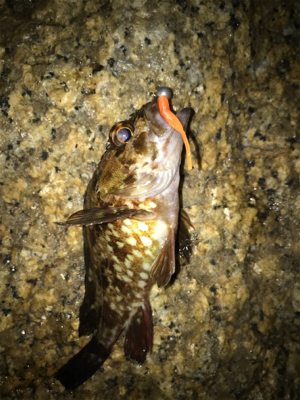 癒しのガシリング(^^)