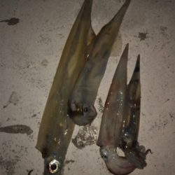 ヤリイカ最終戦