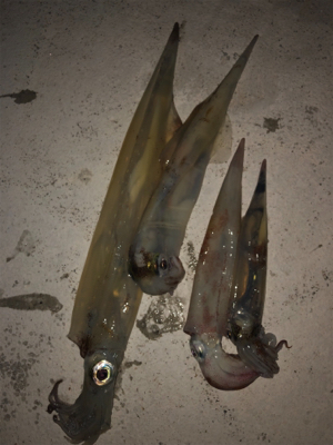 ヤリイカ最終戦