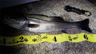 岩屋ライトゲーム