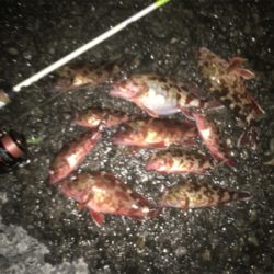 癒しのロックフィッシュ