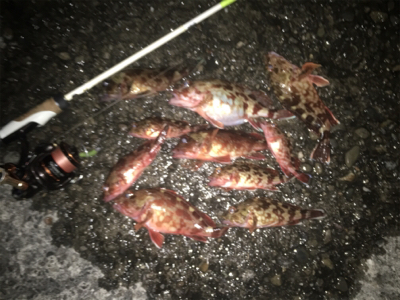 癒しのロックフィッシュ