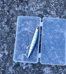 鰯が帰って来る前に