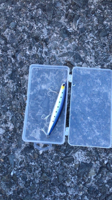 鰯が帰って来る前に