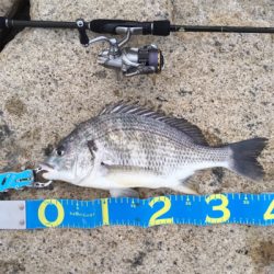 淀川ブリームゲーム 2019年初キビレ