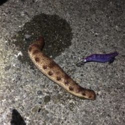 南紀エギング遠征撃沈