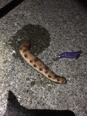 南紀エギング遠征撃沈