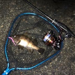 エステルジグ単ゲーム