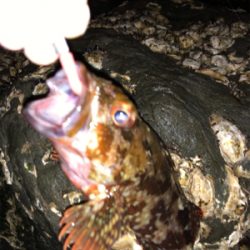 この子たちは裏切りません！