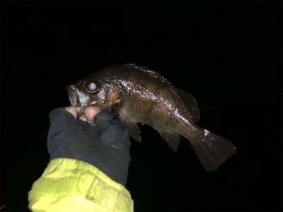 爆風メバリング