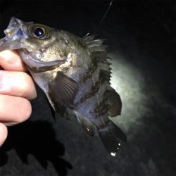 常夜灯まわりで