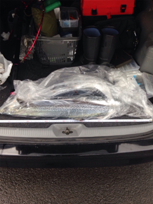 防波堤から寒サワラ88cm！