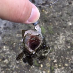 暖かくなってきた朝マズメ