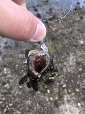 暖かくなってきた朝マズメ