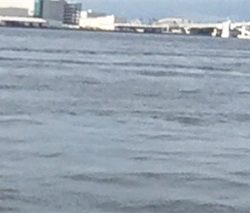 今年初シーバス