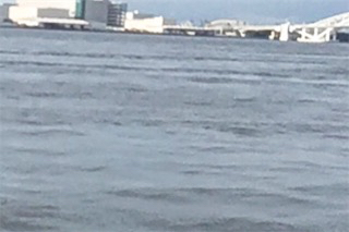 今年初シーバス