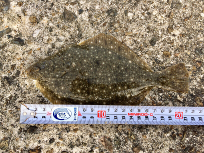 この時期に投げでカワハギ