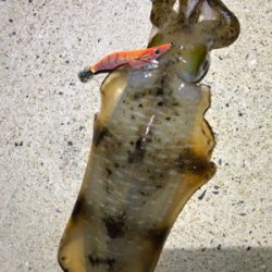 西海市エギング