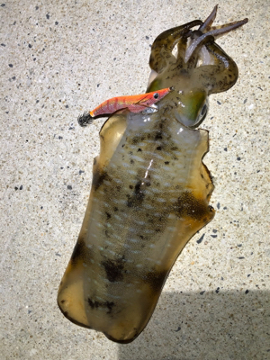 西海市エギング