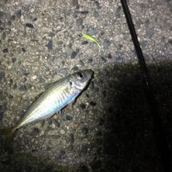 最近良さげなアジング