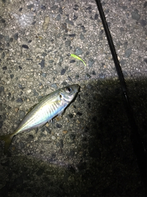 最近良さげなアジング