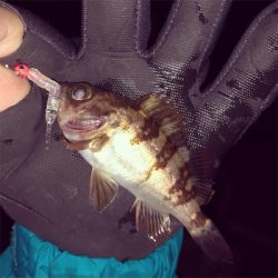 風裏探してメバリング