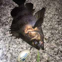 強風の中メバリング