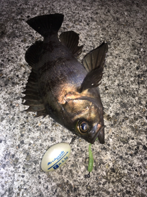 強風の中メバリング