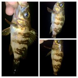 メバリンガー1805〜1850