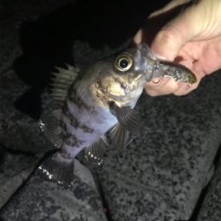 メバル釣れた！の巻