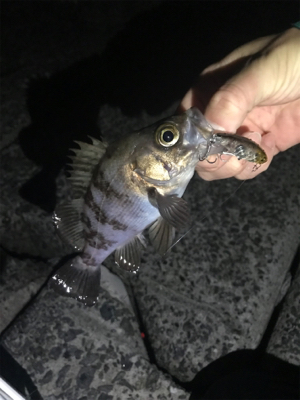 メバル釣れた！の巻
