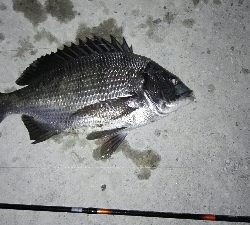 2018年3月20日釣行in須崎埠頭周辺