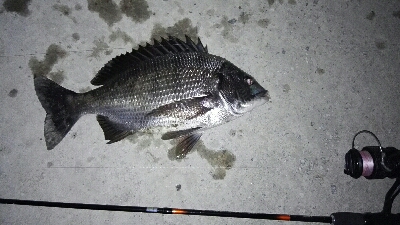 2018年3月20日釣行in須崎埠頭周辺