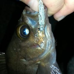 ナイトメバリング