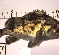 セイゴが食ってきた!