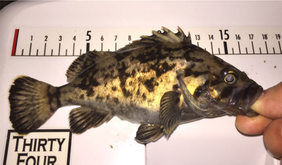 セイゴが食ってきた!