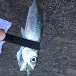 爆風の中のレイニー鯖ゲー