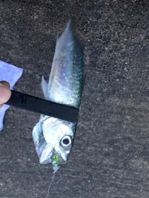 爆風の中のレイニー鯖ゲー