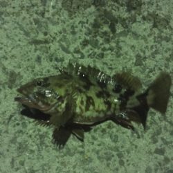 またもやメバル0！